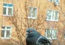 Golubovi ne podnose ovaj prizor: Prestat će se zadržavati na balkonu i prozorskoj dasci uz ovaj trik