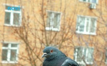 Golubovi ne podnose ovaj prizor: Prestat će se zadržavati na balkonu i prozorskoj dasci uz ovaj trik