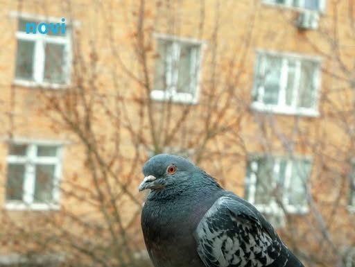 Golubovi ne podnose ovaj prizor: Prestat će se zadržavati na balkonu i prozorskoj dasci uz ovaj trik