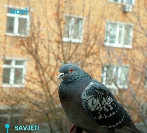 Golubovi ne podnose ovaj prizor: Prestat će se zadržavati na balkonu i prozorskoj dasci uz ovaj trik