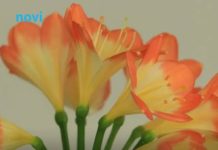 Stavite novčić u saksiju kad sadite ovu biljku, kad procvjeta višestruko privlači blagostanje