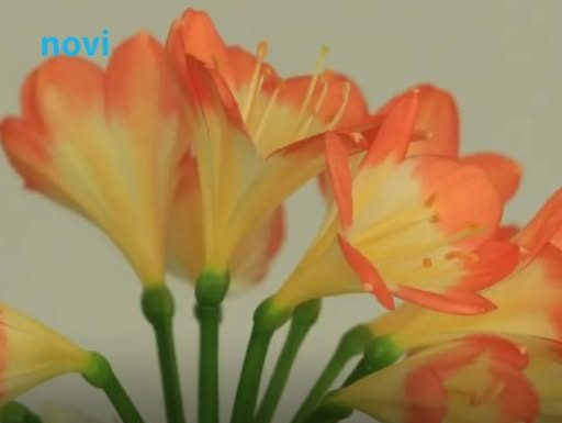 Stavite novčić u saksiju kad sadite ovu biljku, kad procvjeta višestruko privlači blagostanje