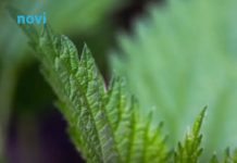 Raste kao korov, a najzdravija je biljka, posebno dok je mlada: Napitak od nje jača srce i imunitet