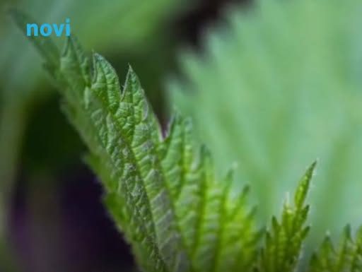 Raste kao korov, a najzdravija je biljka, posebno dok je mlada: Napitak od nje jača srce i imunitet