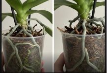 Samo voda nije dovoljna: Dodajte ovo u saksiju i orhideje će bujati kao lude…