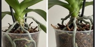 Samo voda nije dovoljna: Dodajte ovo u saksiju i orhideje će bujati kao lude…