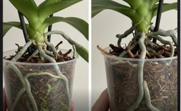 Samo voda nije dovoljna: Dodajte ovo u saksiju i orhideje će bujati kao lude…