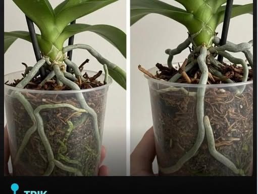 Samo voda nije dovoljna: Dodajte ovo u saksiju i orhideje će bujati kao lude…