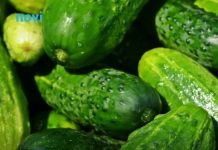 Posadite krastavce s ovim biljkama i imat ćete ih u izobilju