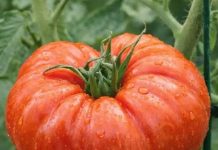 TAJNA BOGATOG RODA PARADAJZA: Kako uzgojiti zdrave i sočne plodove bez greške.