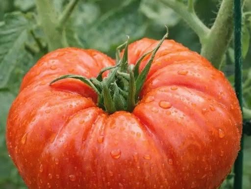 TAJNA BOGATOG RODA PARADAJZA: Kako uzgojiti zdrave i sočne plodove bez greške.