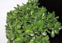 POMIJEŠAJTE OVA 2 SASTOJKA I SIPAJTE U SAKSIJU: Krasula će rasti i cvjetati kao luda