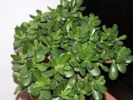 POMIJEŠAJTE OVA 2 SASTOJKA I SIPAJTE U SAKSIJU: Krasula će rasti i cvjetati kao luda