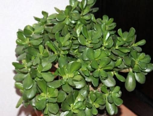 POMIJEŠAJTE OVA 2 SASTOJKA I SIPAJTE U SAKSIJU: Krasula će rasti i cvjetati kao luda