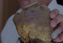 UNIŠTAVA BAKTERIJE, OPORAVLJA PLUĆA: Korijen ove biljke liječi sve probleme disajnih puteva