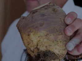 UNIŠTAVA BAKTERIJE, OPORAVLJA PLUĆA: Korijen ove biljke liječi sve probleme disajnih puteva