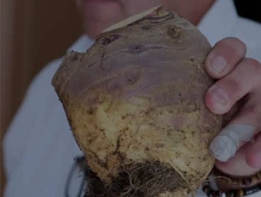 UNIŠTAVA BAKTERIJE, OPORAVLJA PLUĆA: Korijen ove biljke liječi sve probleme disajnih puteva