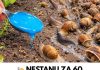NESTANU ZA 60 SEKUNDI! Ovaj prirodni trik tjera puževe iz dvorišta zauvijek