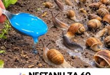 NESTANU ZA 60 SEKUNDI! Ovaj prirodni trik tjera puževe iz dvorišta zauvijek