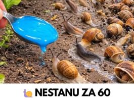 NESTANU ZA 60 SEKUNDI! Ovaj prirodni trik tjera puževe iz dvorišta zauvijek