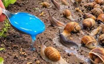 NESTANU ZA 60 SEKUNDI! Ovaj prirodni trik tjera puževe iz dvorišta zauvijek