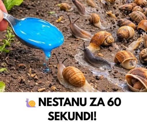 NESTANU ZA 60 SEKUNDI! Ovaj prirodni trik tjera puževe iz dvorišta zauvijek