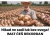Nikad ne sadi luk bez ovoga! IMAT ĆEŠ REKORDAN PRINOS