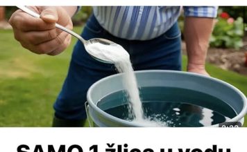 Samo 1 žlica u vodu i sve biljke rastu dvostruko brže