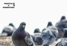 Da li znate zašto nikad ne viđamo mlade golubove? Ova misterija muči milione na internetu, a odgovor je jednostavan