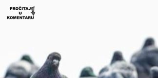 Da li znate zašto nikad ne viđamo mlade golubove? Ova misterija muči milione na internetu, a odgovor je jednostavan