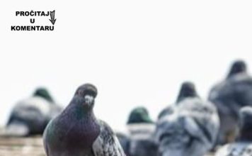 Da li znate zašto nikad ne viđamo mlade golubove? Ova misterija muči milione na internetu, a odgovor je jednostavan