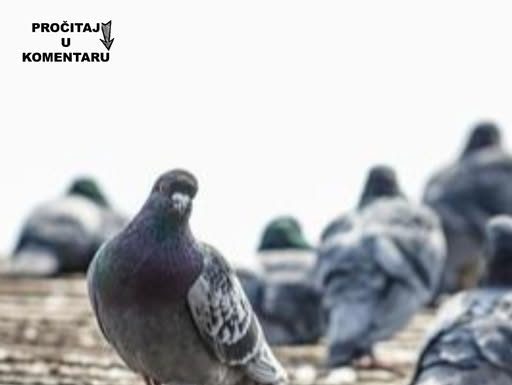 Da li znate zašto nikad ne viđamo mlade golubove? Ova misterija muči milione na internetu, a odgovor je jednostavan