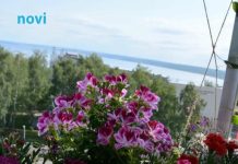 Posadi ovo pored pelargonija: Imat ćeš slapove cvijeća tokom cijelog ljeta