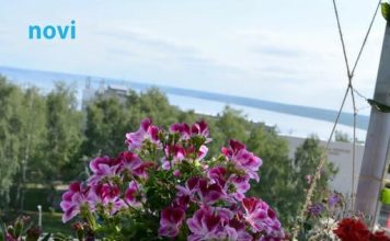 Posadi ovo pored pelargonija: Imat ćeš slapove cvijeća tokom cijelog ljeta