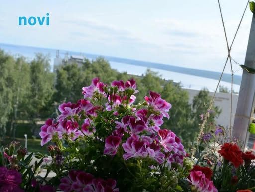 Posadi ovo pored pelargonija: Imat ćeš slapove cvijeća tokom cijelog ljeta