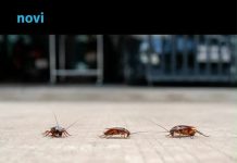 Riješite se bubašvaba bez hemije: Jednostavan trik djeluje brže od skupih proizvoda