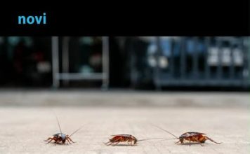 Riješite se bubašvaba bez hemije: Jednostavan trik djeluje brže od skupih proizvoda