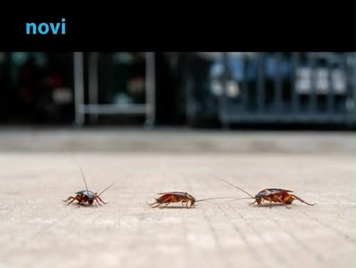 Riješite se bubašvaba bez hemije: Jednostavan trik djeluje brže od skupih proizvoda