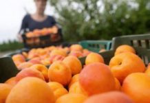 Kajsije su spas za jetru, crijeva i visok holesterol: Ova grupa ljudi nikako ne smije da ih jede