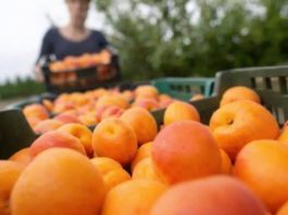 Kajsije su spas za jetru, crijeva i visok holesterol: Ova grupa ljudi nikako ne smije da ih jede