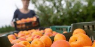 Kajsije su spas za jetru, crijeva i visok holesterol: Ova grupa ljudi nikako ne smije da ih jede