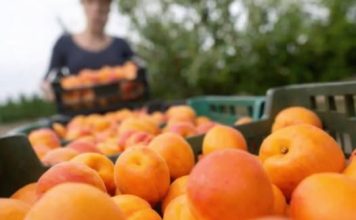 Kajsije su spas za jetru, crijeva i visok holesterol: Ova grupa ljudi nikako ne smije da ih jede