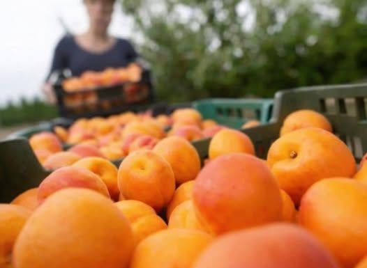 Kajsije su spas za jetru, crijeva i visok holesterol: Ova grupa ljudi nikako ne smije da ih jede