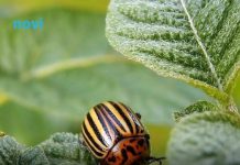 Ubacite ovo u zemlju kad sadite krompir: Zlatica će nestati prije nego što se pojavi!