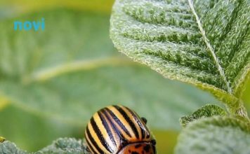 Ubacite ovo u zemlju kad sadite krompir: Zlatica će nestati prije nego što se pojavi!