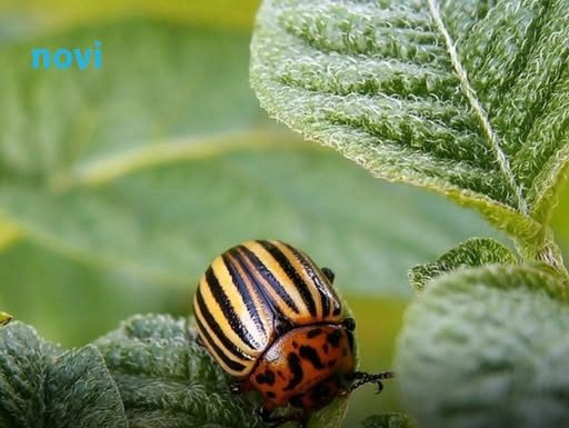 Ubacite ovo u zemlju kad sadite krompir: Zlatica će nestati prije nego što se pojavi!