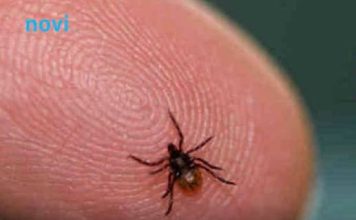 Ova stvar na čarapi najbolje tjera krpelje