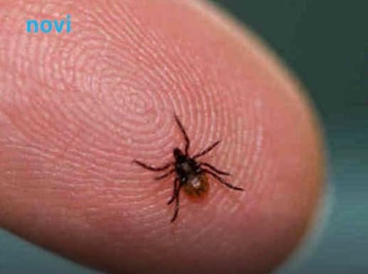 Ova stvar na čarapi najbolje tjera krpelje