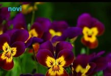 Posadite obavezno ove 3 biljke u aprilu: Cvjetaće do kasne jeseni