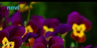 Posadite obavezno ove 3 biljke u aprilu: Cvjetaće do kasne jeseni